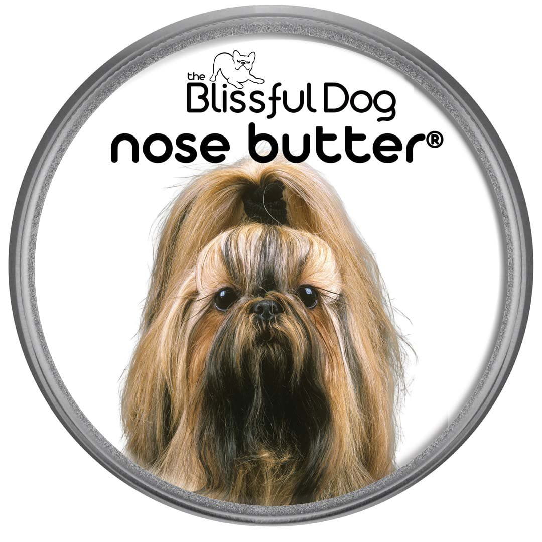 Shih Tzu Nose is Dry